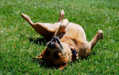 Springtime Allergies: Understanding and Managing Your Dog's Seasonal Discomfort