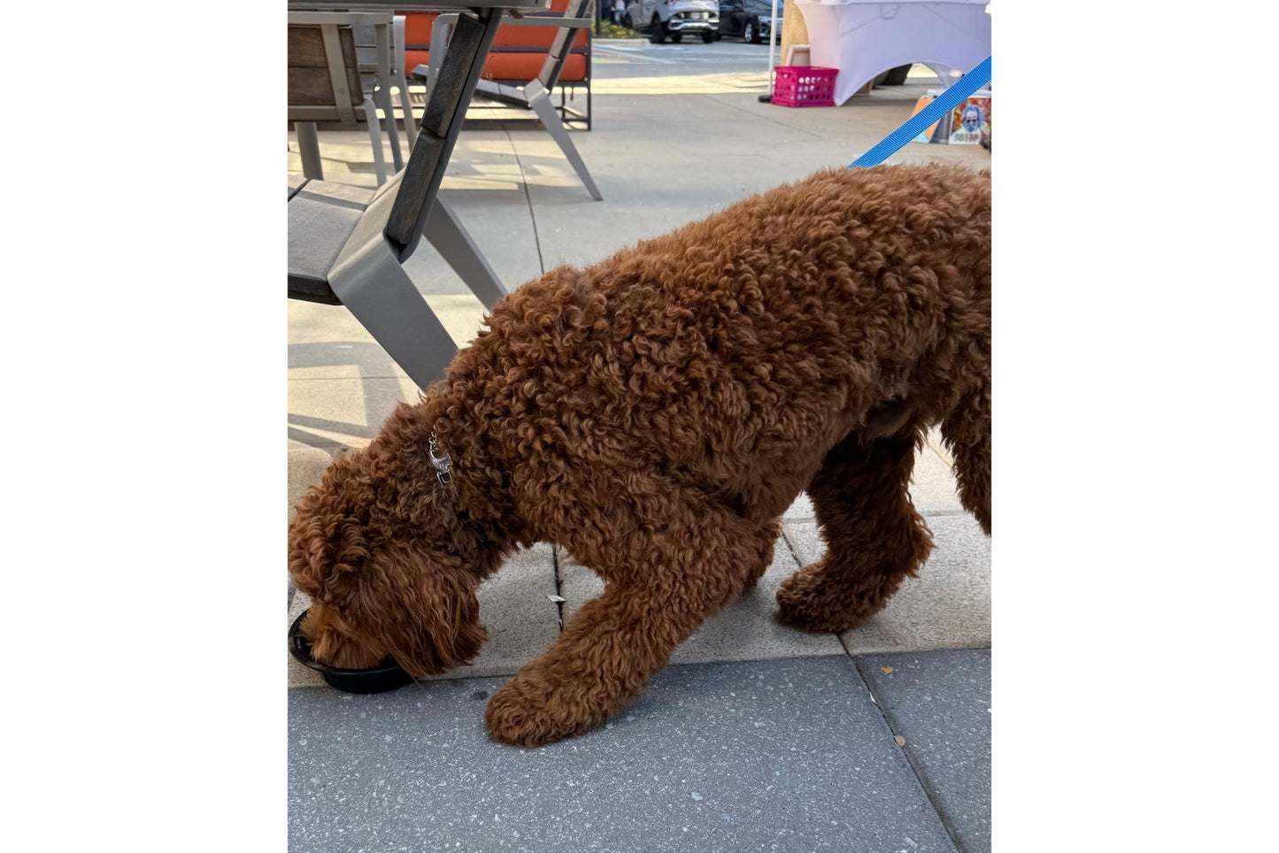 Plato principal de pollo y lentejas para perros